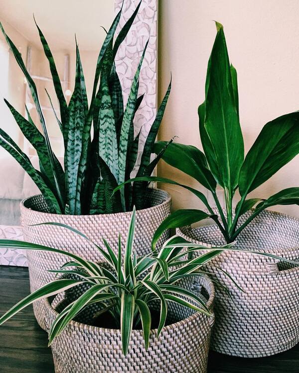 Rattan Planters Trio