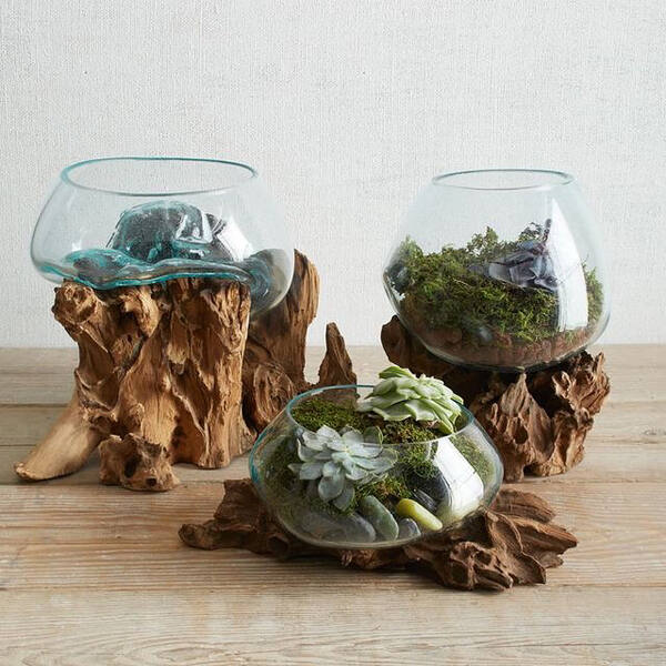 Glass Driftwood Terrariums