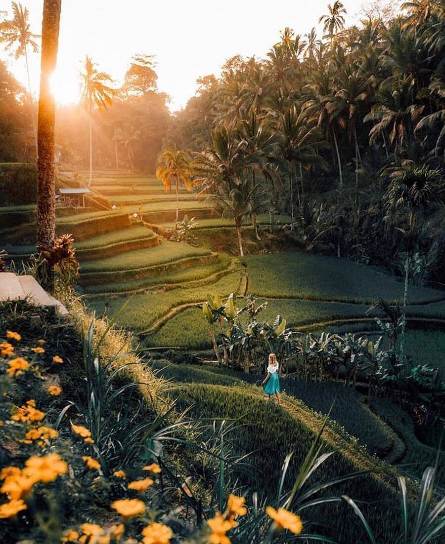 Indonesian rice terraces at golden hour